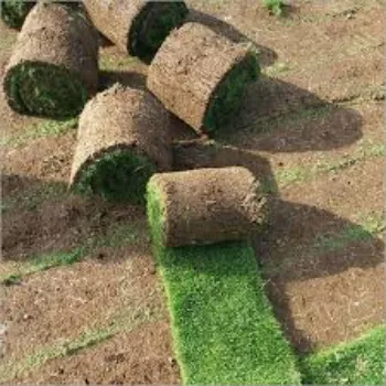 Classic Lawn Grass